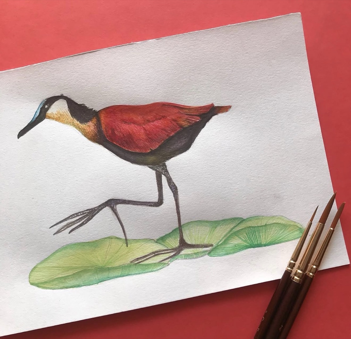 Watercolour African jacana stepping across lily pads