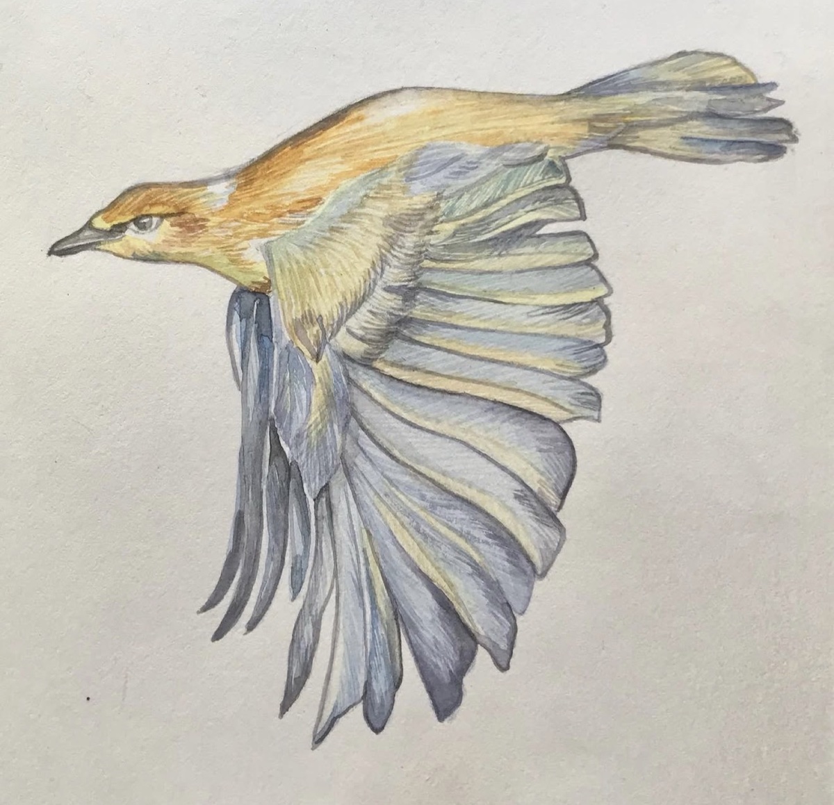 Colored pencil bird in flight with gold and slate blue wings