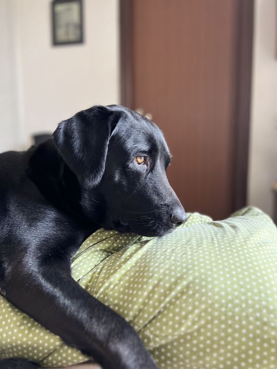 Laika, Aalvee's dog